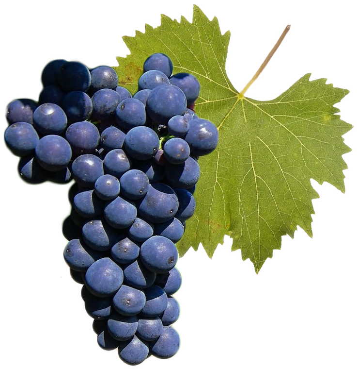 Nebbiolo