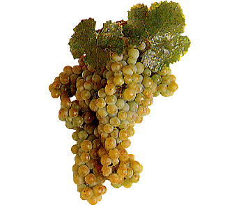 Turbiana Turbiana